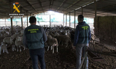 Detenidas cuatro personas en la zona norte de Córdoba por una supuesta estafa en la compra-venta de ganado